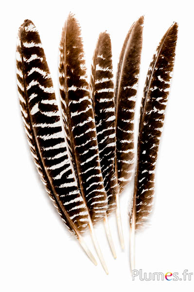 Dindon bronze - 23-28 cm - blanc-noir naturel